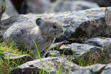 Pika in the Canadian rocky mountains