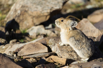 Pika in the Canadian rocky mountains