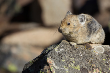 Pika in the Canadian rocky mountains