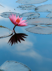 a Lutos flower and a reflection of cloudy sky. For some culture its sacred and enlightening flowers.