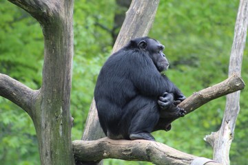 Naklejka premium Sulking Chimpanzee