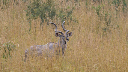 Koedoe in the Pilanesberg Game Reserve