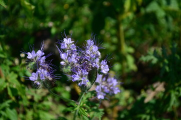 Fluffy flower Phacelia blue honey plant in the garden