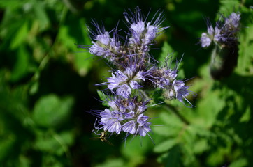 Fluffy flower Phacelia blue honey plant in the garden
