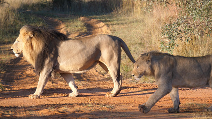 Lion couple walking away