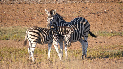 Fototapeta na wymiar Mother and baby zebra at the savanna
