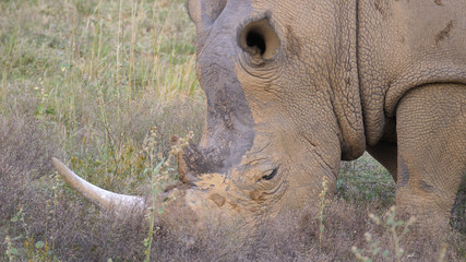 Obraz premium Close up from a white rhino eating grass