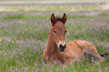 Naklejka na ściany i meble Cute Wild Horse Foal in Spring