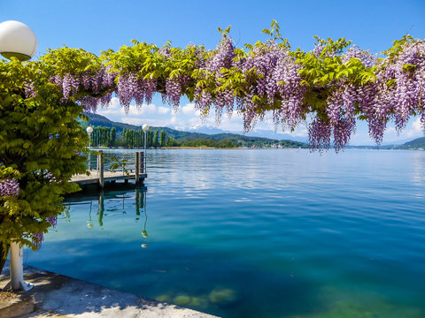 Flower decorations at W&ouml;rtersee, P&ouml;rtschach, Austria. Beautiful lake landscape, surrounded by Alps. This lake is natural drinking water tank. Pink roses hanging fro the top, blurry background.