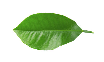 Fototapeta premium Lemon leaves isolated on white background. Branch of citrus leaf. Part of tropical plant. Top view.