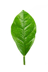 Fototapeta premium Lemon leaves isolated on white background. Branch of citrus leaf. Part of tropical plant. Top view.