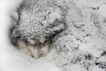 Fotobehang Dog sleeps buried in snow © ggaallaa
