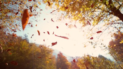 SLOW MOTION, BOTTOM UP, DOF: Cinematic view of brown leaves falling from the sunny autumn sky. Dry leaves fall from the treetops in a tranquil park. Scenic shot of leaves falling from the canopies - Powered by Adobe