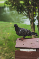 pigeon in the park