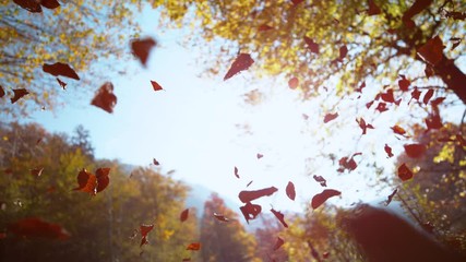 SLOW MOTION, BOTTOM UP, DOF: Turning leaves fall from the treetops in a picturesque park on a sunny autumn afternoon. Cinematic bottom up view of dry brown leaves falling from the sunny autumn sky.