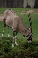 Close up image of a Gemsbok / Oryx eating grass on the plains of  thailand Zoo