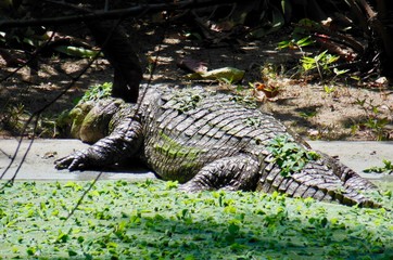 Jacare - rio de janeiro
