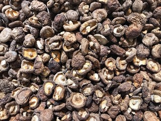 Mushrooms in the market