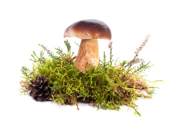 Edible wild forest Porcini Boletus mushroom, fresh autumn composition with moss,cone and lavender isolated on white background in studio. Cep Fungus nature concept. Boletus edulis.
