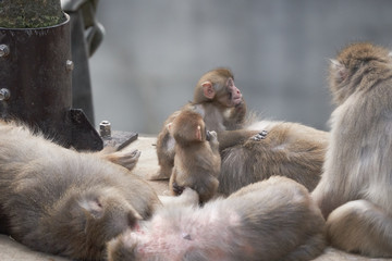 Obraz premium ニホンザル