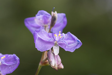 Purple wild flowers bloom during the beautiful rainy season.