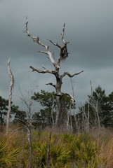Wildlife Refuge Lochlossa