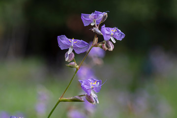 Purple wild flowers bloom during the beautiful rainy season.