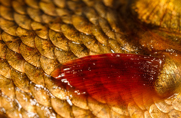 Fish scales closeup background texture, macro photography © Илья Подопригоров