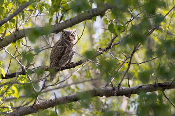 Great Horned Owl