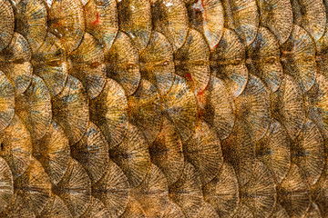 Fish scales closeup background texture, macro photography © Илья Подопригоров