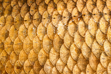 Fish scales closeup background texture, macro photography © Илья Подопригоров