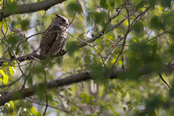 Great Horned Owl