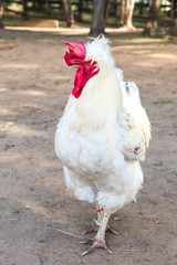 Portrait of white big angry Rooster on the farm