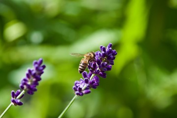 Hover Fly on Lavender 