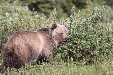 Grizzly Bear in the kananaskis Valley