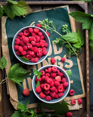 A mug of fresh raspberries harvested on a farm