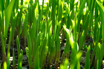 Fototapeta na wymiar Background from green spring sprouts of a lily of the valley.