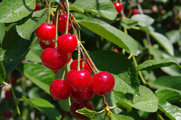 Red cherry berries on the branches of a tree.