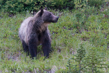 Fototapeta na wymiar Grizzly Bear Cub