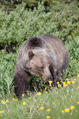 Grizzly Bear in the kananaskis Valley