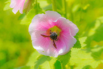 ムクゲとマルハナバチ