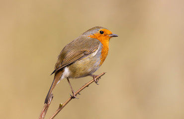 Close up of a Robin (Erithacus rubecula) bird perched on a branch.  Taken at my local nature reserve, Cardiff, Wales, UK