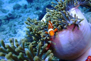 Clown fish in under deep ocean anemone 