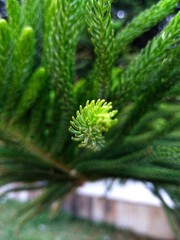 Grand Fir Pine Tree Leaf Close Up.