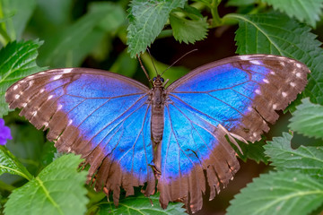 Blue Morpho, Morpho peleides, big butterfly sitting on green leaves, beautiful insect in the nature habitat