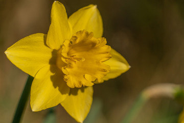 Blume in einer Wiese im Fr&uuml;hling 