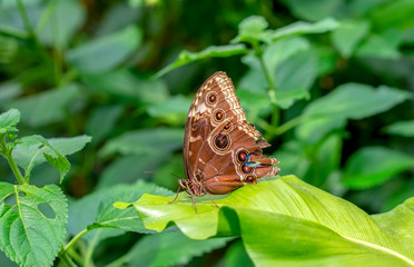 Obraz na płótnie Canvas Blue Morpho, Morpho peleides, big butterfly sitting on green leaves, beautiful insect in the nature habitat