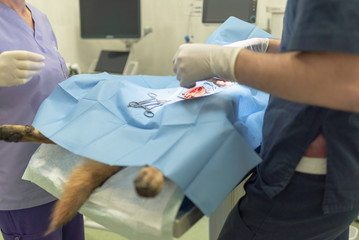 Sterilization of dog on surgical table under general anesthesia and veterinary surgeons....