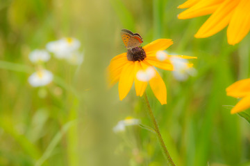 ヘリアンサスとベニシジミ