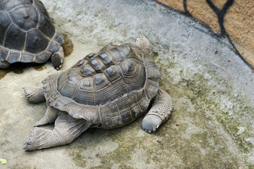 Lying down tortoise 